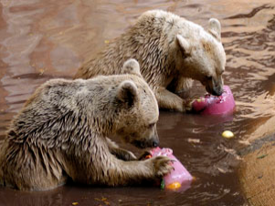 דובים בבריכה אוכלים ארטיק