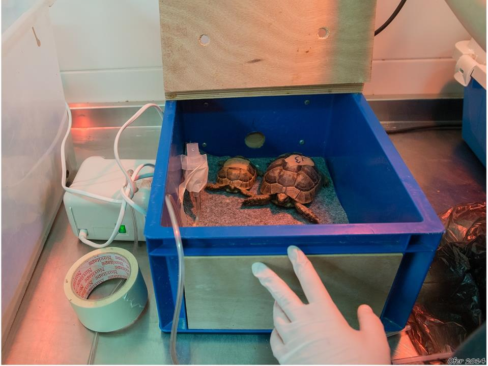 צבים בטיפול בבית החולים לחיות בר