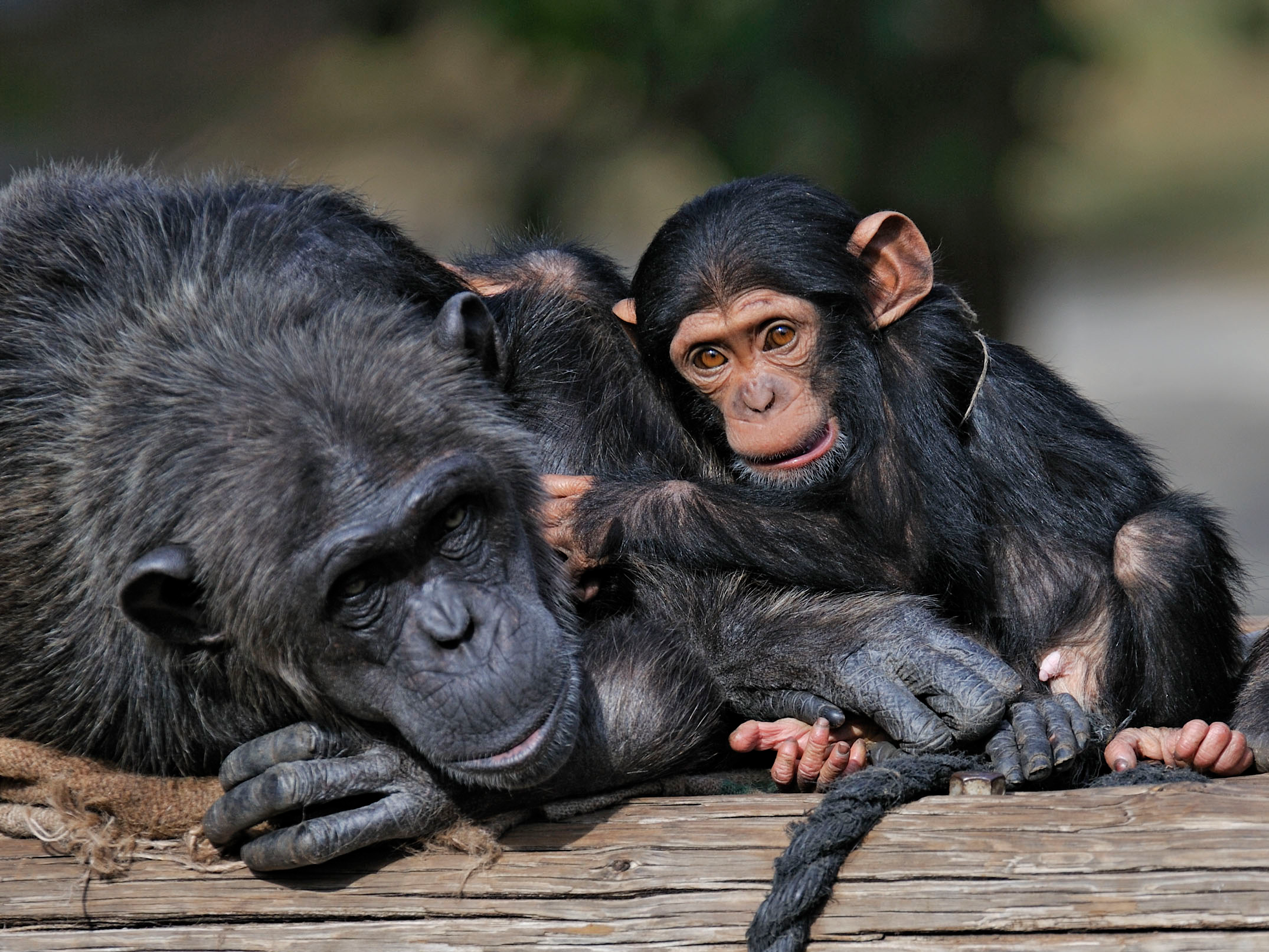 שימפנזה תינוק עם אמא
