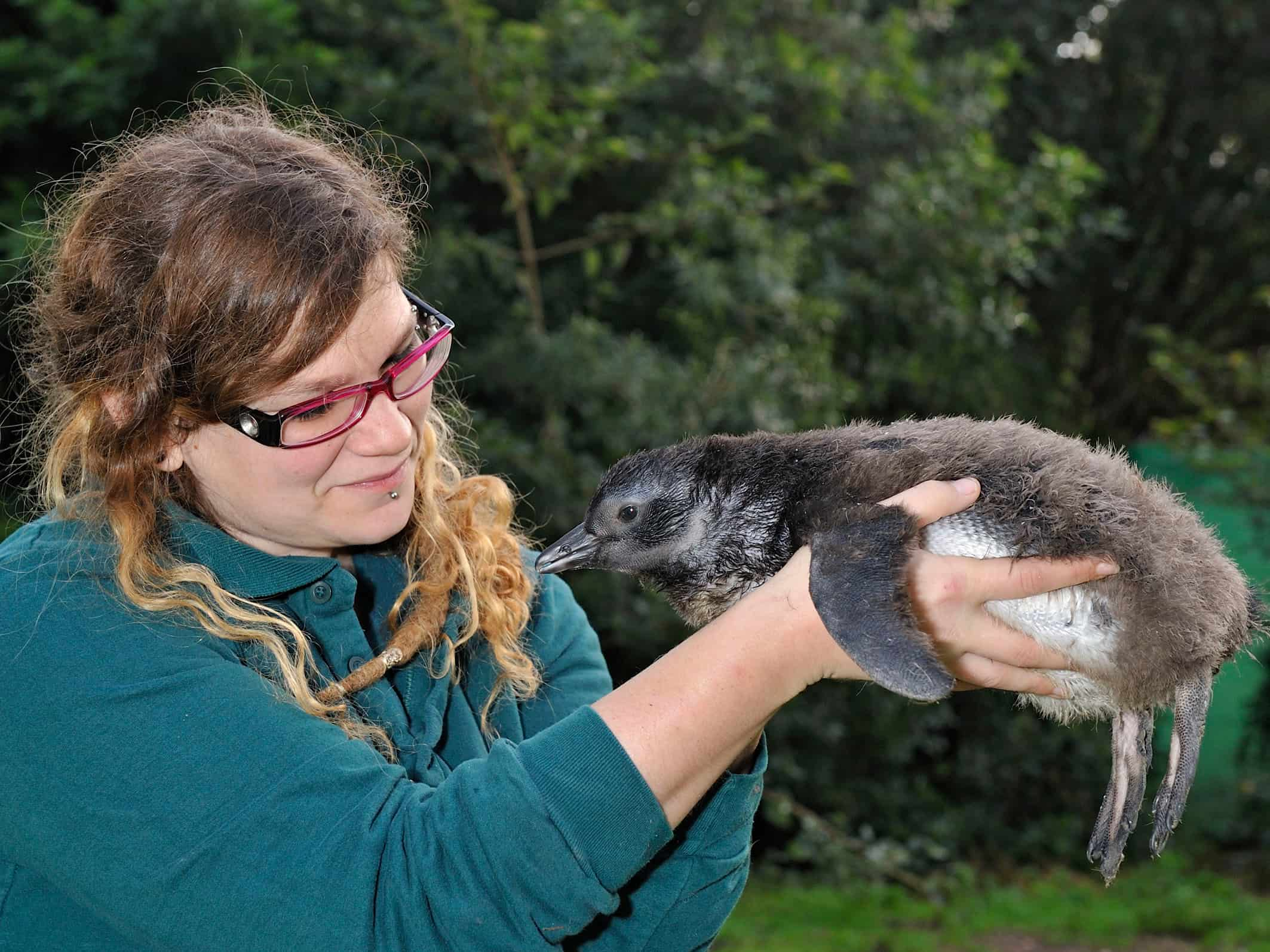 רותם המטפלת מחזיקה גוזל פינגווין  